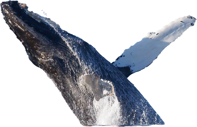 Whale jumping out of water