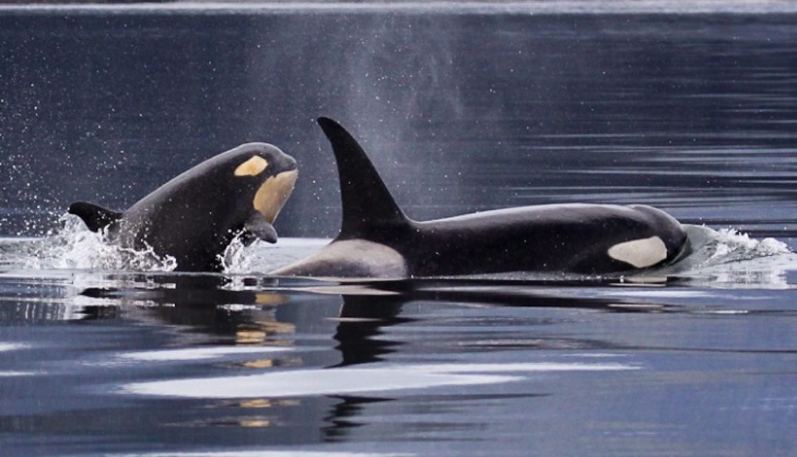 Orca with calf no credit required