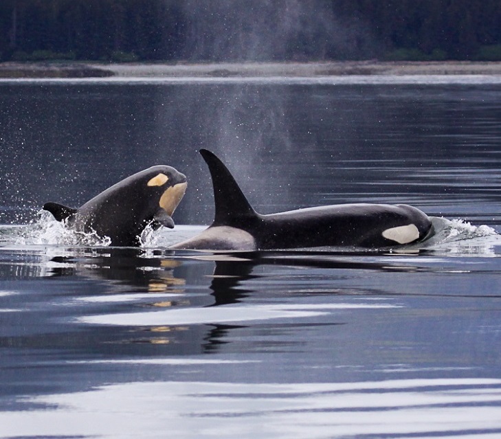 Orca with calf no credit required