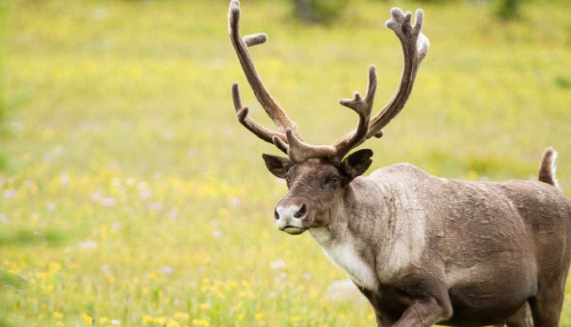 mountain caribou - last stand film