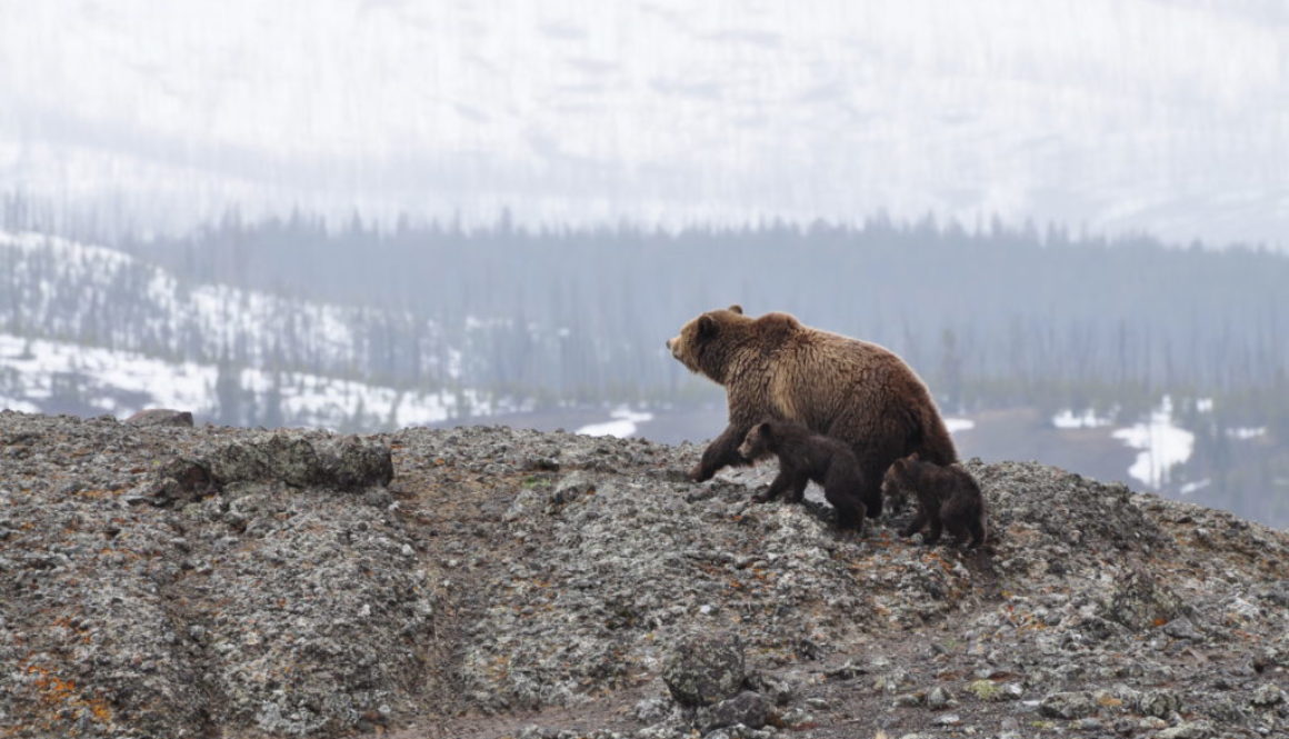 C2C - Grizzly bear with cubs pexels no credit