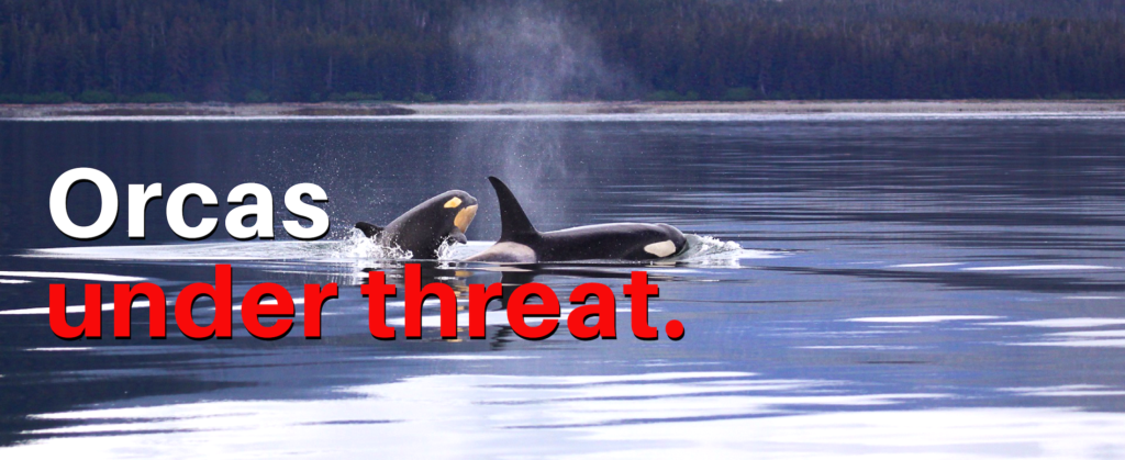 ID: Orca and calf surface near coastline. Text: Orcas under threat.