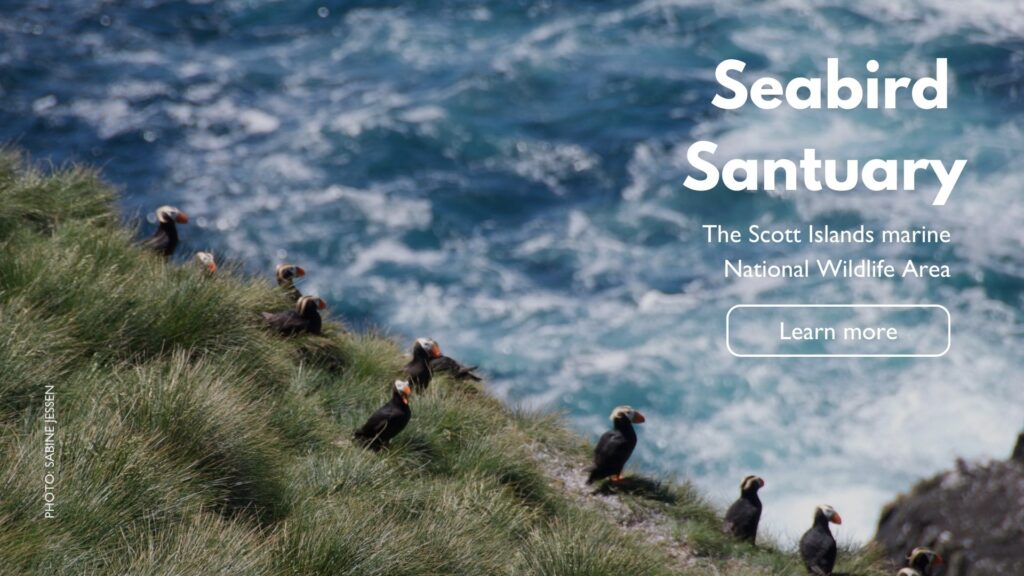 ID: Tufted puffin line grassy seaside cliff. Text Reads: The Scott Islands, a seabird sanctuary