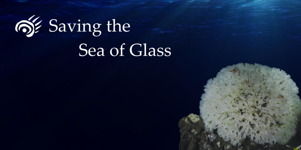 ID: Saving the Sea of Glass. Photo of white glass sponge in deep blue ocean.