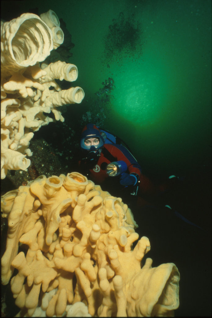 Diver looking at glass sponge