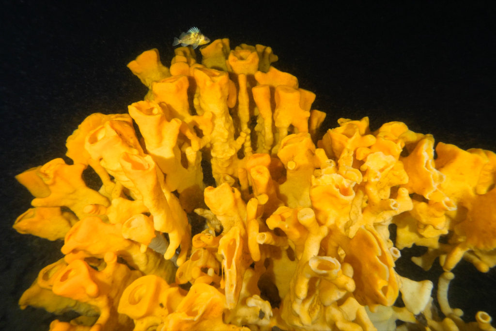 ID: Yellow glass sponge reef