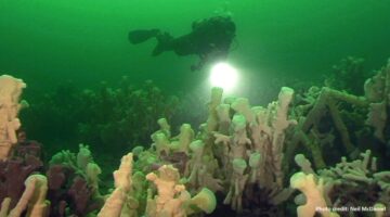 Glass Sponge Reef banner - credit Neil McDaniel