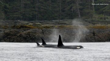 Gwaii Haanas banner - Duane Fuerter