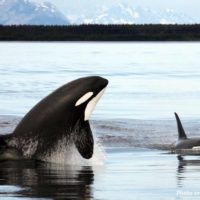 Orca webpage banner - Christopher Michel