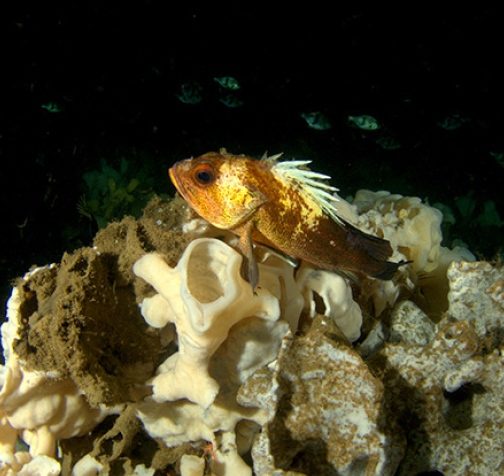ID: Quillback rockfish on glass sponge reef