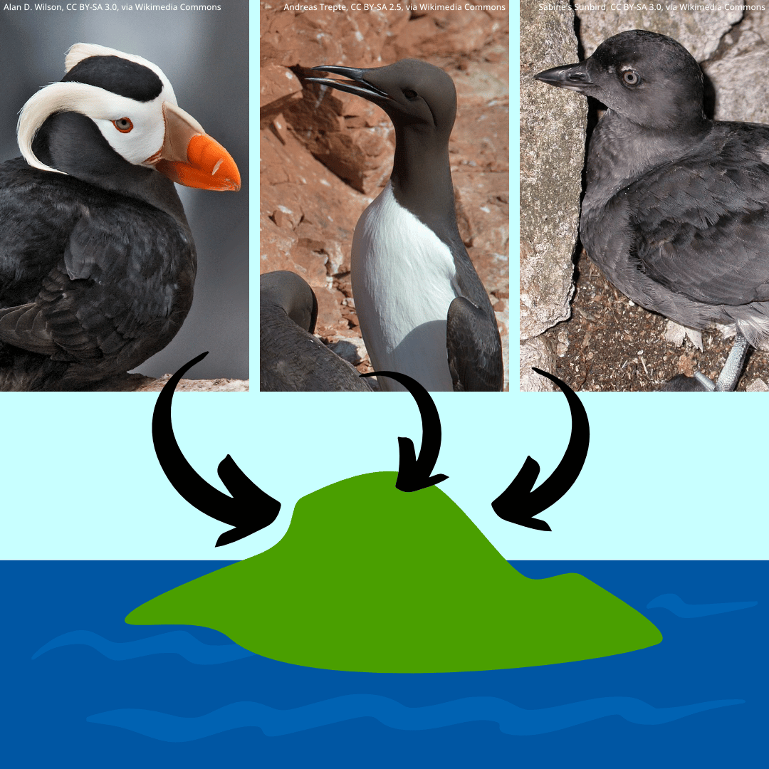 Photo of three unique seabirds and illustrated island