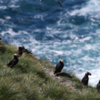 ID: Five puffins sit on grassy cliff over ocean.