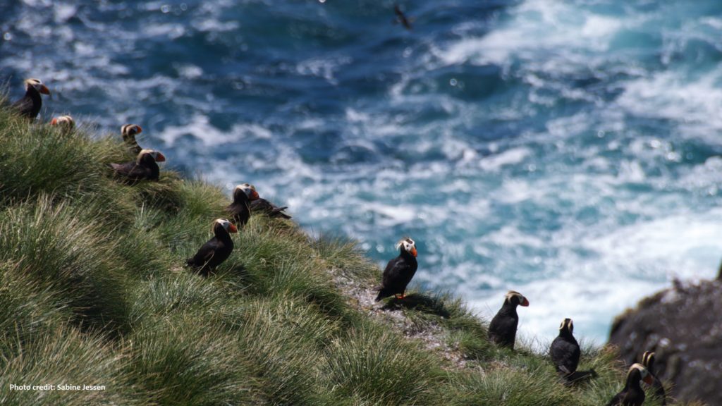 ID: Five puffins sit on grassy cliff over ocean.