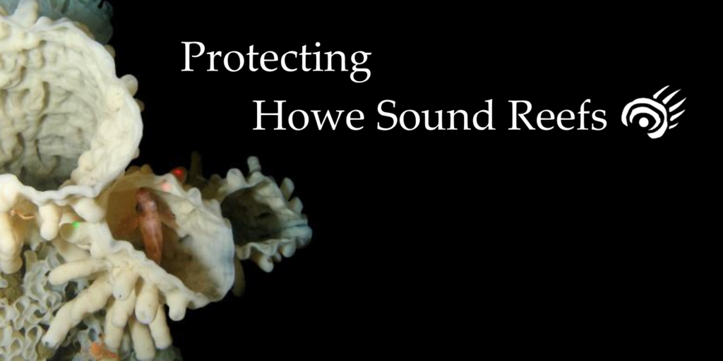 ID: Protecting Howe Sound Reefs. White glass sponge with small fish.