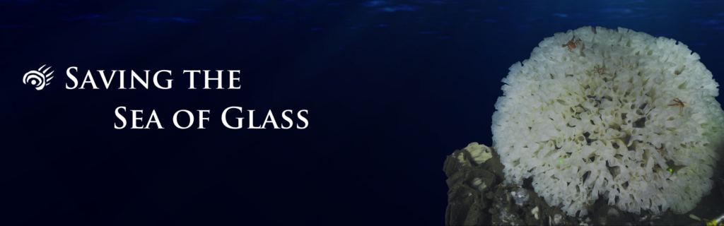 ID: Decorative. Text reads Saving the sea of glass. White glass sponge reef photo.