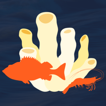 ID: illustration of orange rockfish and prawn silhouette by white reef