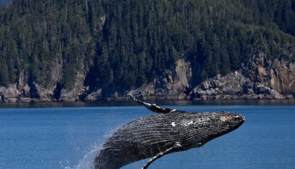 humpback breach - pexels