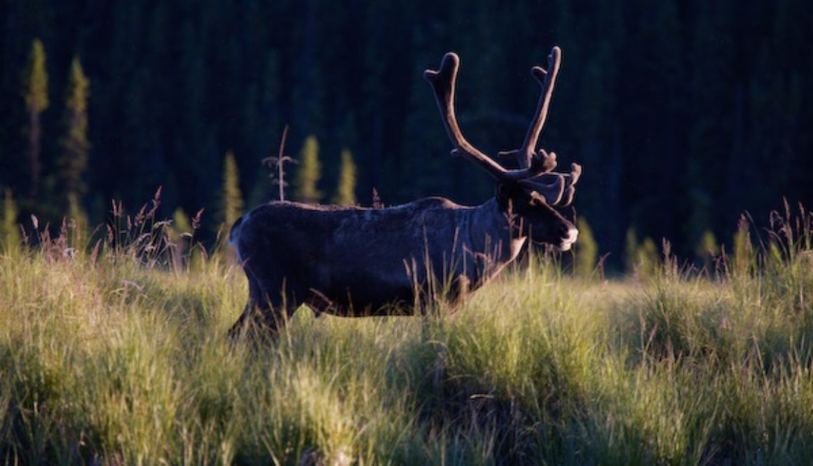 Caribou 2 credit Wayne Sawchuk