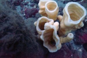 Glass sponge reef VanAqua