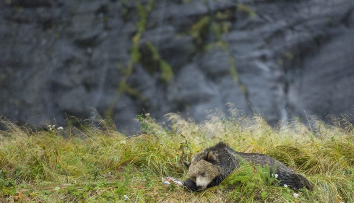 ID: brown bear naps on grassy meadow