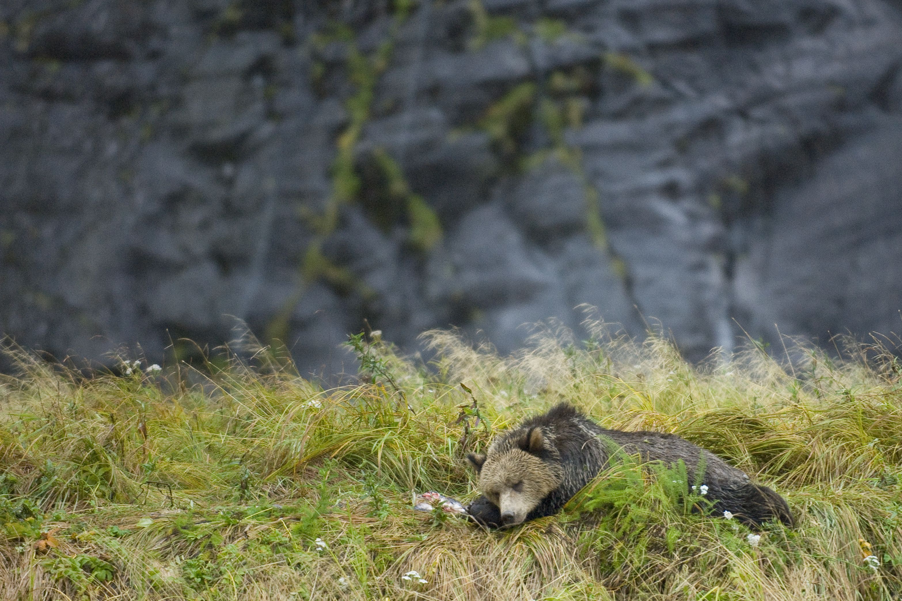 ID: brown bear naps on grassy meadow