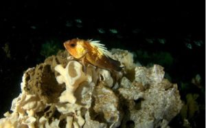ID: Yellow quillback rockfish on white glass sponge reef