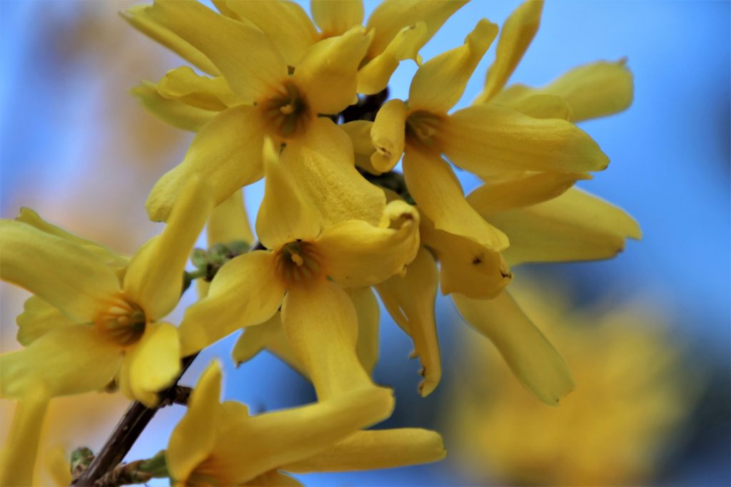 Forsythia in yellow bloom