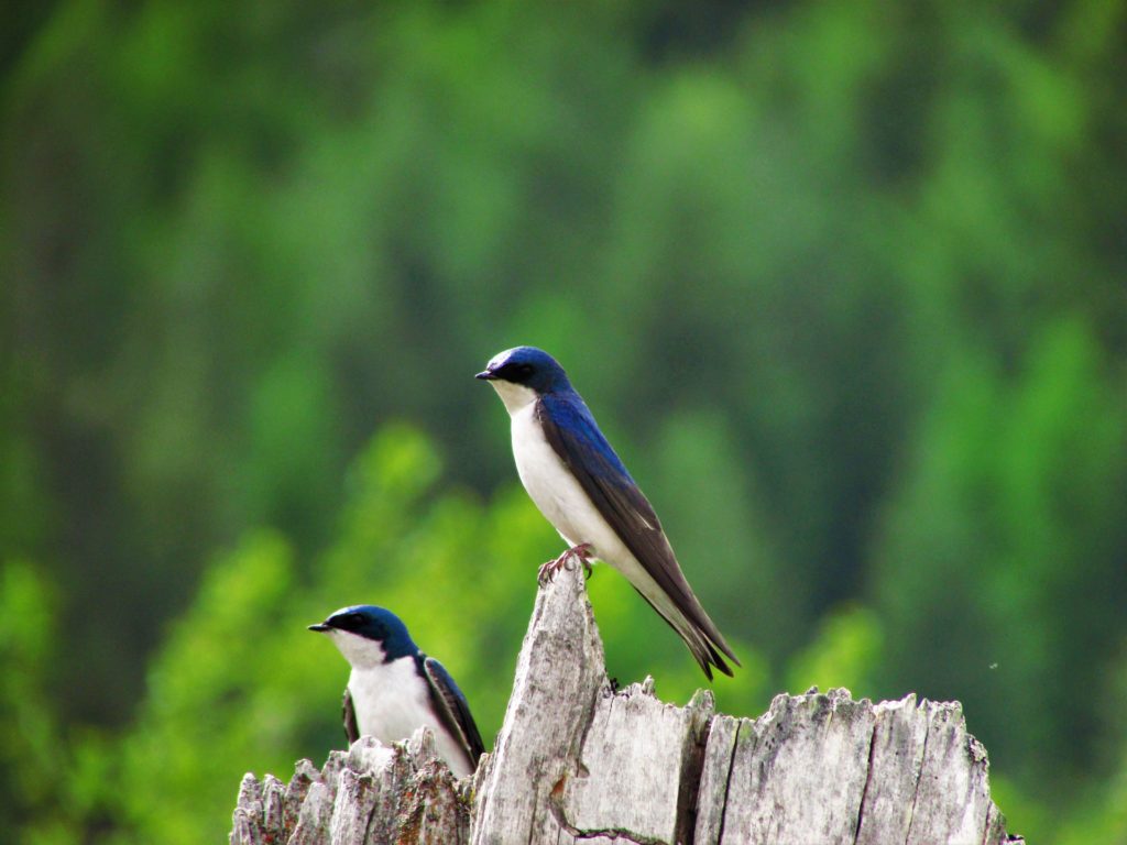 Photo: Tree Swallows