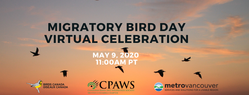 ID: Silhouette black birds flying over orange sunset sky. Text Reads: Migratory Bird Day Virtual Celebration