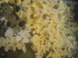 Photo: Delicate white silica glass sponge reef with small crabs