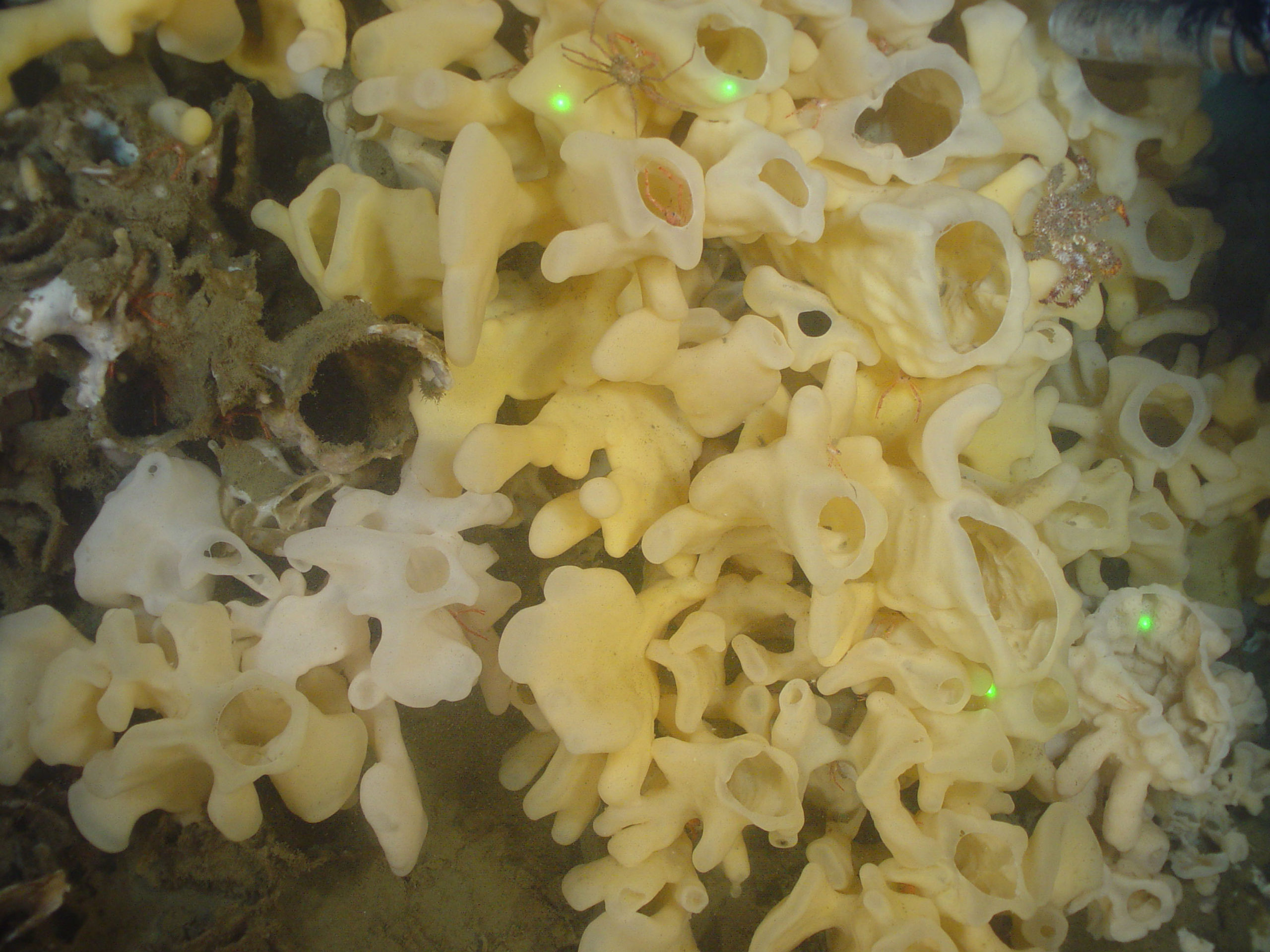 CPAWS BC_ Glass Sponge Reef_R1112_08517_Photographer Sally Leys