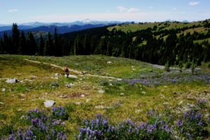 ID: Person walks through mountain meadow of wildflowers.