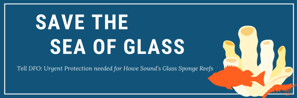 Take Action: Howe Sound Glass Sponge Reefs