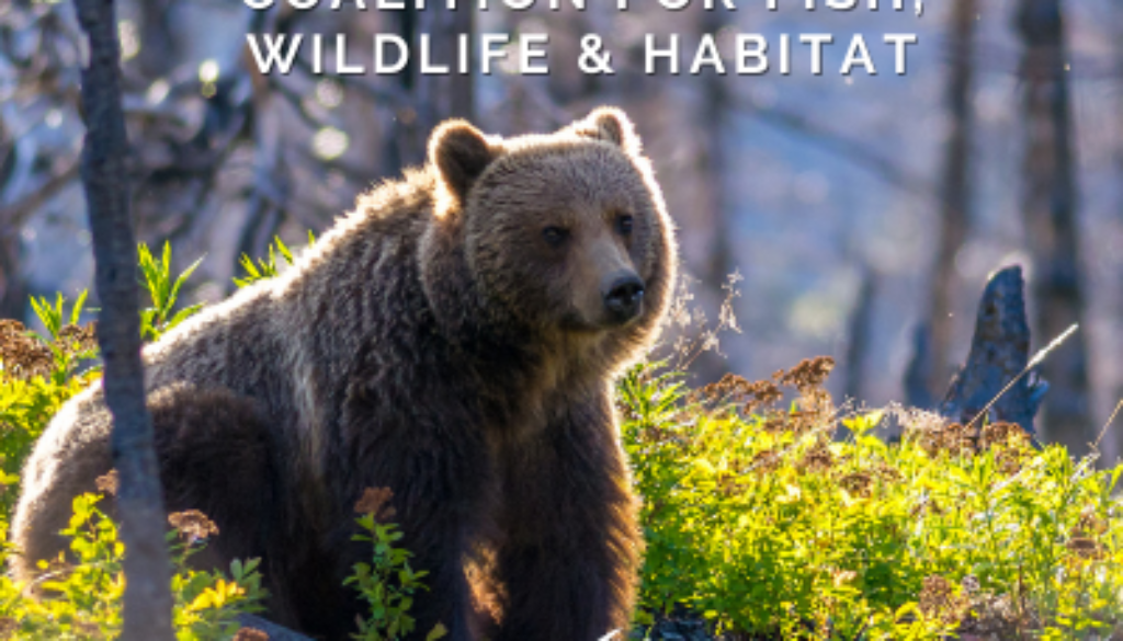announcing a new bc coalition for fish, wildlife & habitat