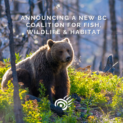 announcing a new bc coalition for fish, wildlife & habitat