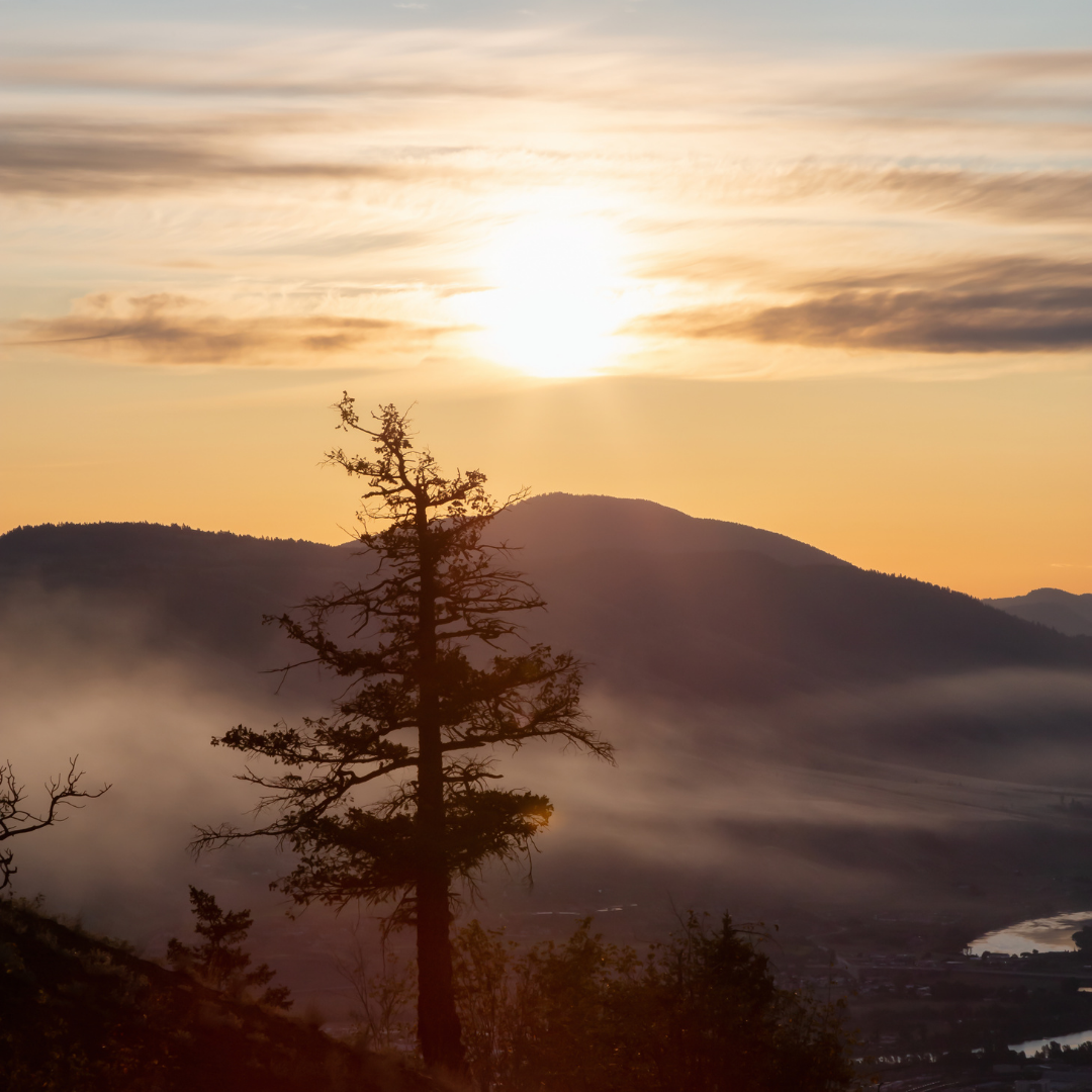 Protecting B.C.'s grizzly bears means protecting the wild places you know  and love - Yellowstone to Yukon Conservation Initiative