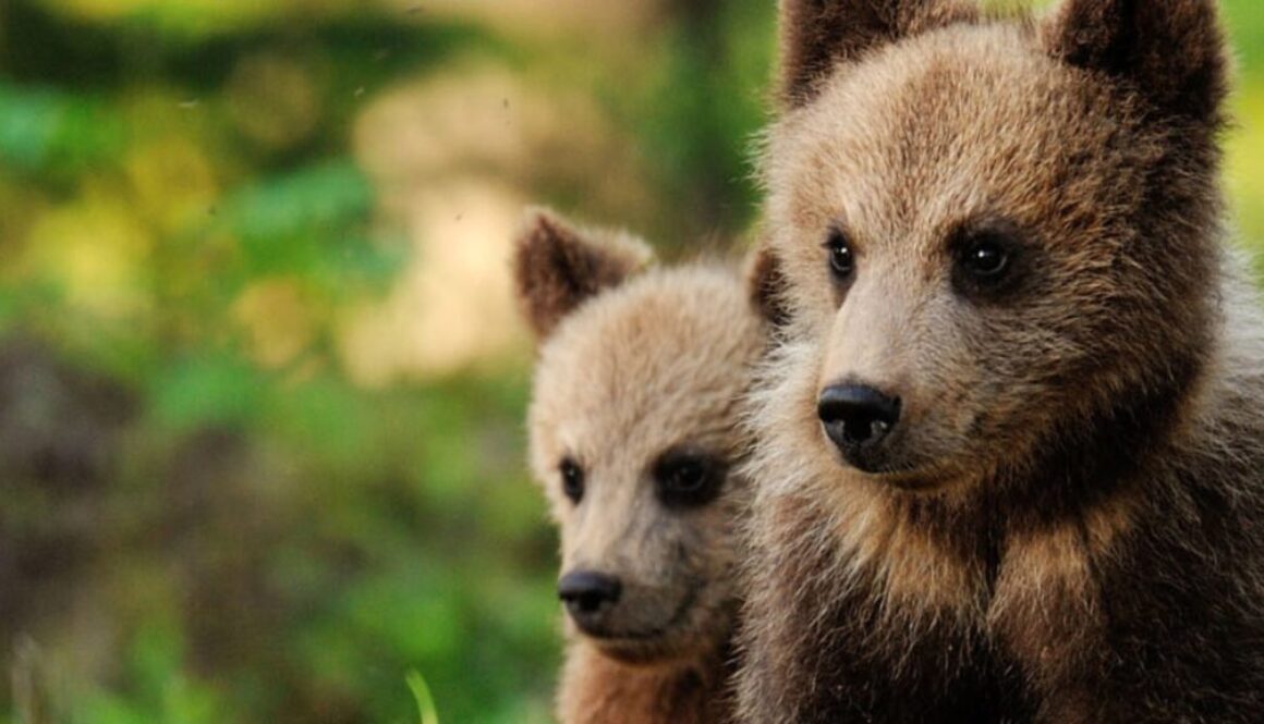 two bear cubs