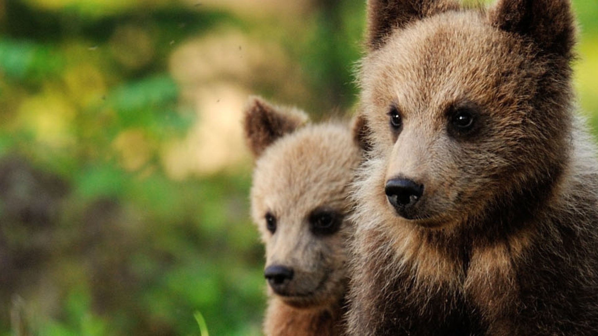 two bear cubs