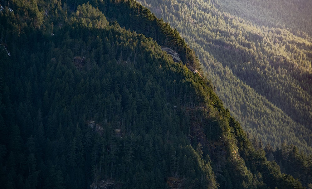 zoomed out image of trees along a bc mountainside
