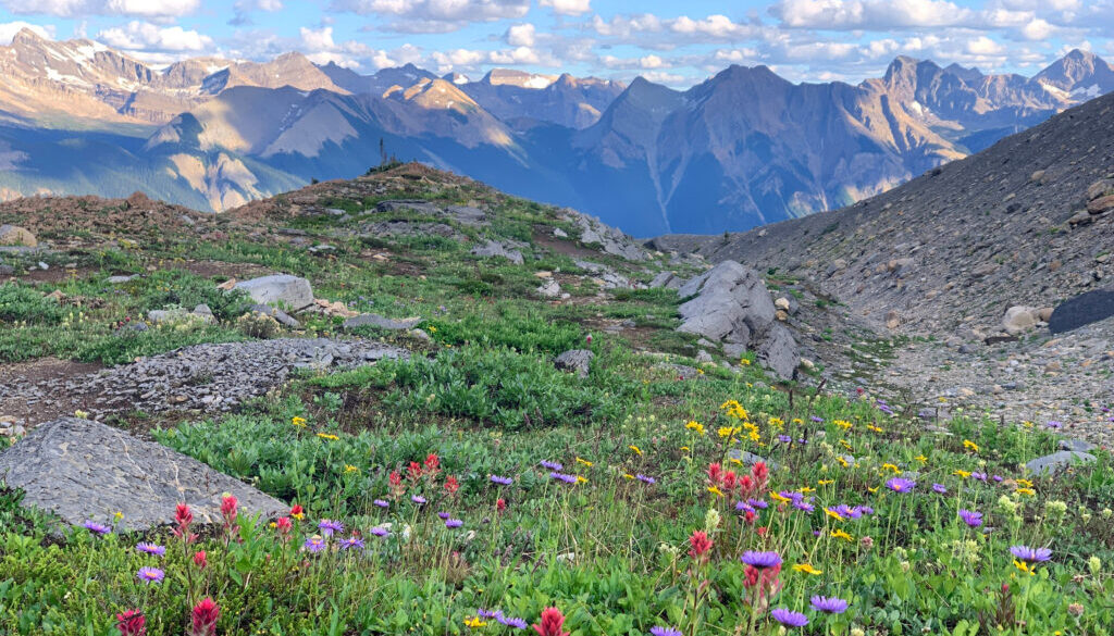 coloured wildflowers in a landscape with grass and mountains in the distance
