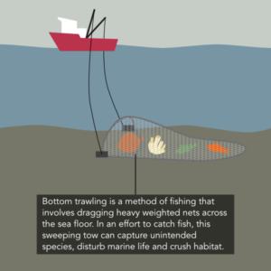 bottom trawling