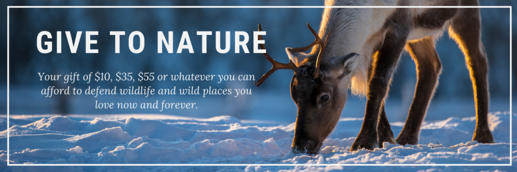 ID: Young caribou nose in the snow. Text reads Make a gift for nature at cpawsbc.org/MyGift