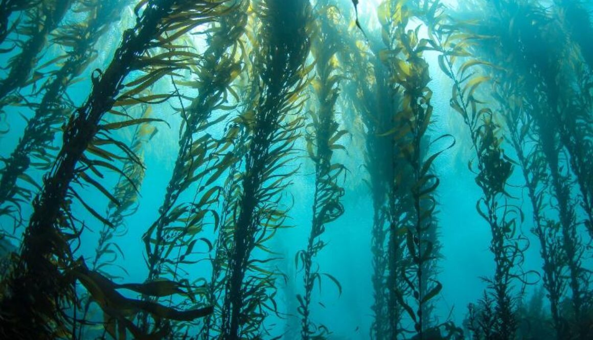 kelp forset