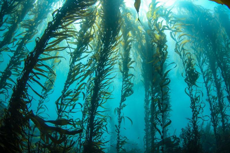 kelp forset