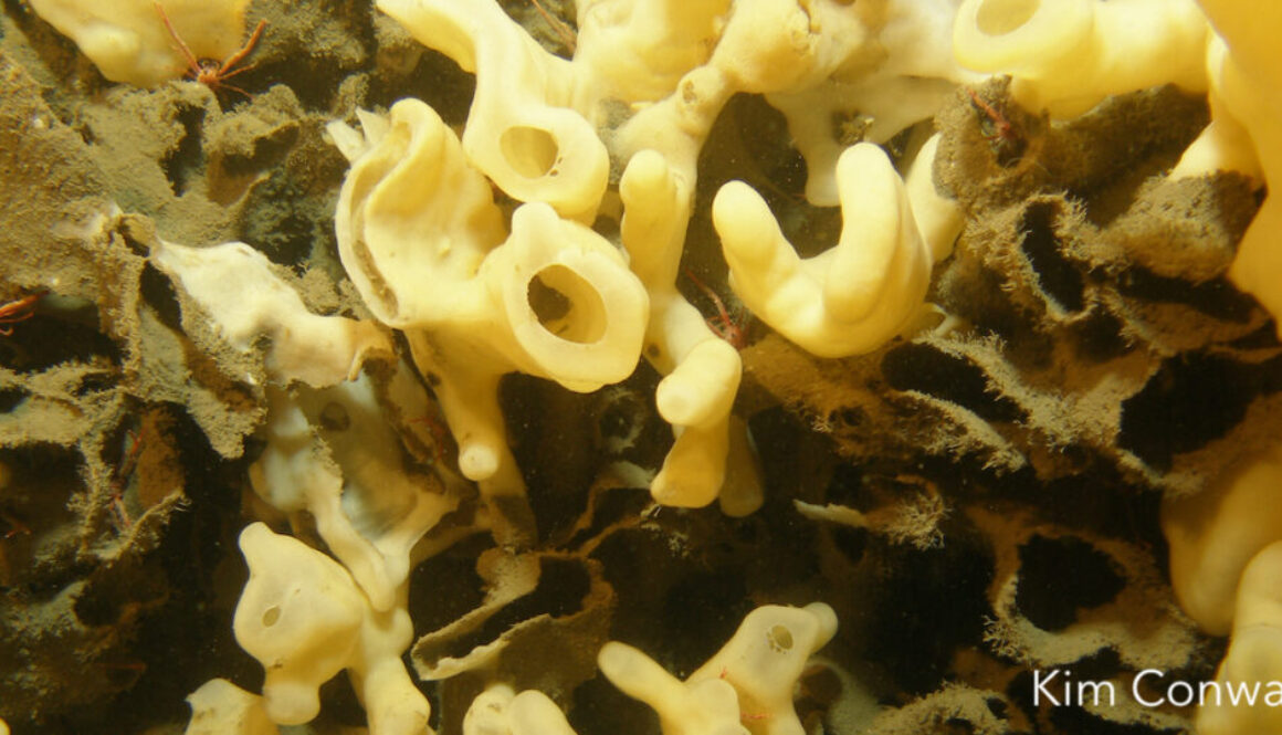 ID: close-up of glass sponges are white funnel-like tubes.