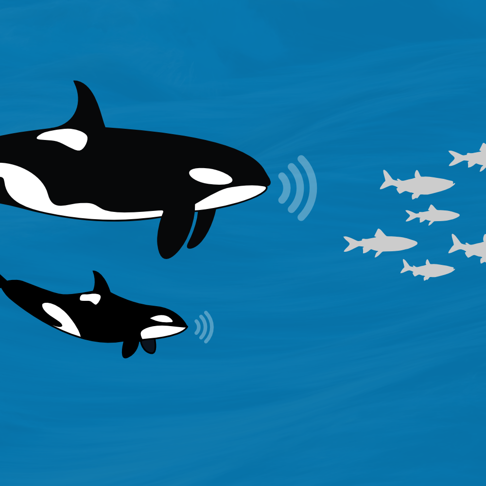 ID: Illustration shows two kblack and white killer whales echoing sound off school of fish