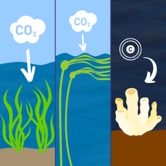 ID: Illustration shows green eelgrass and seaweed absorbs CO2