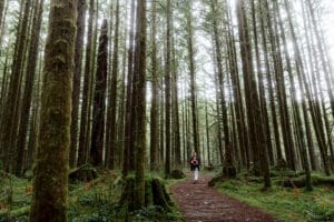 ID: Person walks down forested path
