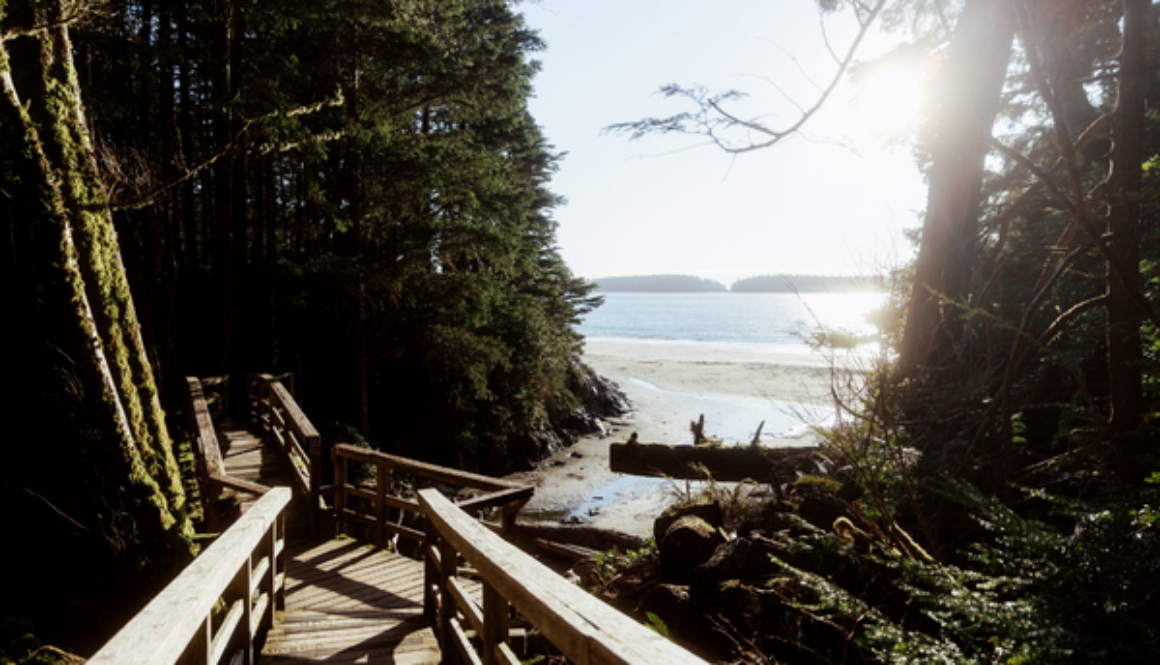 ID: wood boardwalk trail by coastal forest on sunny day