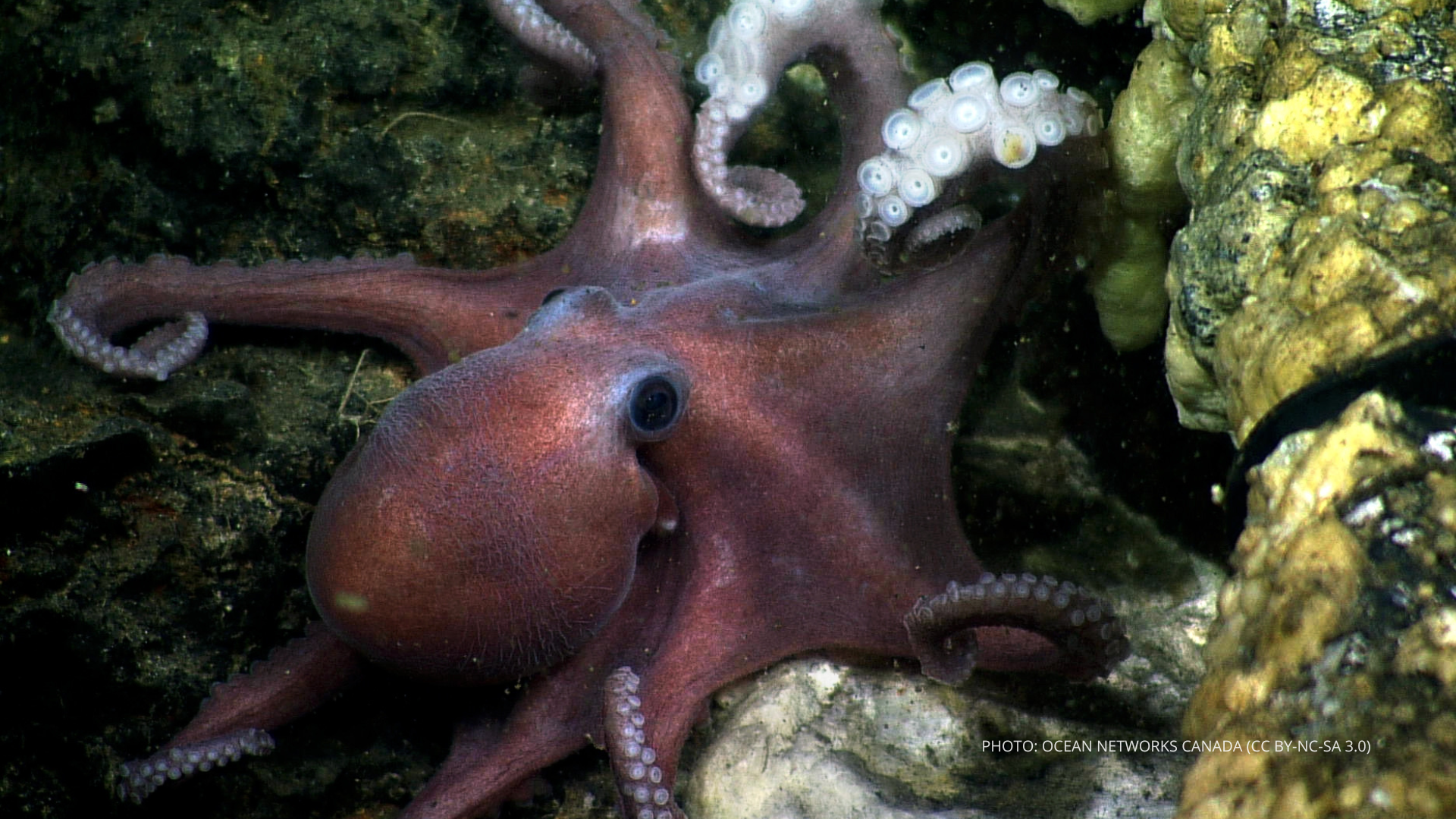 ID: purple octopus curls tentacles showing suction cups on yellow rocky reef